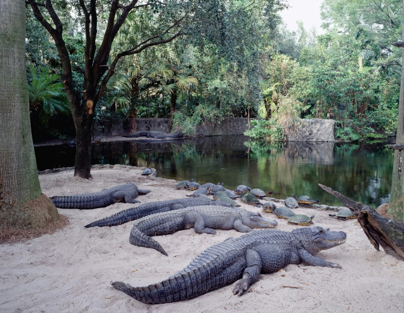 Alligators and turtles at a Florida wildlife park