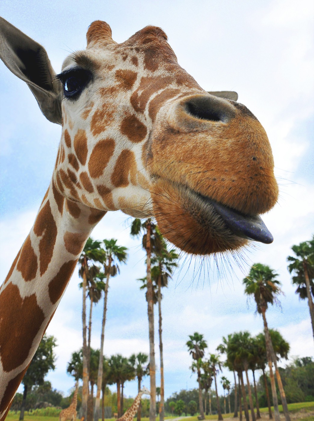Giraffe close-up with palm trees at Busch Gardens Tampa