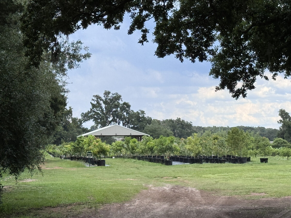 Rows of potted fruit trees at Happy Groves Nursery in Valrico with covered pavilion