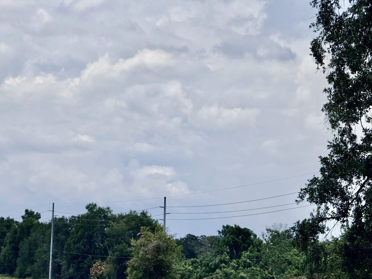 TECO highline wires stretching over tree line in Valrico, FL